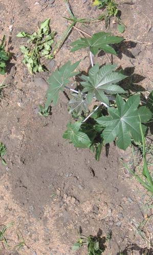 Iron-and-Steel-Smelting8